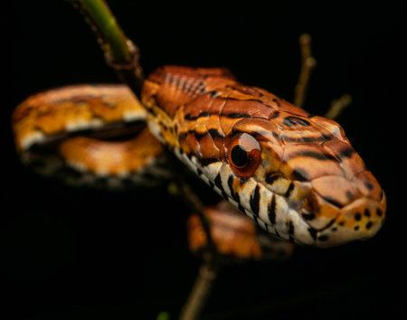 Corn snake (Pantherophis guttatus) close up face at night