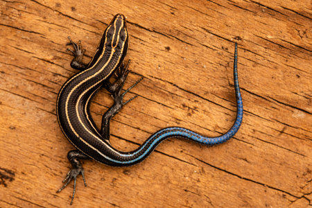 Southeastern five-lined skink (Plestiodon fasciatus) with blue tail on woodの写真素材
