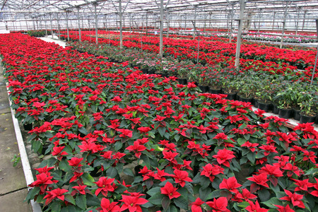 Poinsettia flowers. Christmas star flowers. Field of red Christmas star flowers in greenhouse for sale. Background texture photo of Christmas star flowers, floral patternの写真素材