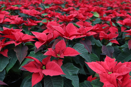 Poinsettia flowers. Christmas star flowers. Field of red Christmas star flowers in greenhouse for sale. Background texture photo of Christmas star flowers, floral patternの写真素材