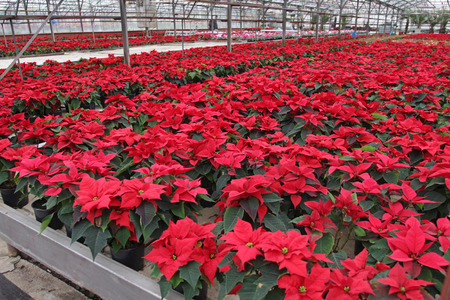 Poinsettia flowers. Christmas star flowers. Field of red Christmas star flowers in greenhouse for sale. Background texture photo of Christmas star flowers, floral patternの写真素材