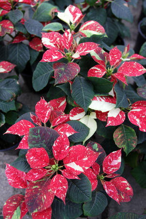 Poinsettia flowers. Christmas star flowers. Field of red Christmas star flowers in greenhouse for sale. Background texture photo of Christmas star flowers, floral patternの写真素材