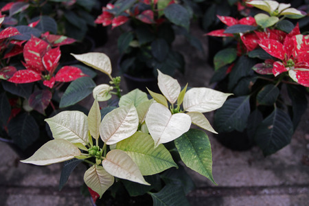 Poinsettia flowers. Christmas star flowers. Field of red Christmas star flowers in greenhouse for sale. Background texture photo of Christmas star flowers, floral patternの写真素材