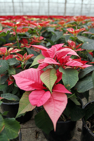 Poinsettia flowers. Christmas star flowers. Field of red Christmas star flowers in greenhouse for sale. Background texture photo of Christmas star flowers, floral patternの写真素材