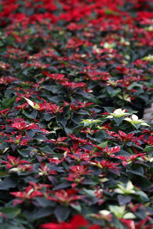 Poinsettia flowers. Christmas star flowers. Field of red Christmas star flowers in greenhouse for sale. Background texture photo of Christmas star flowers, floral patternの写真素材
