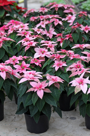 Pink Poinsettia flowers. Christmas star flowers. Field of red Christmas star flowers in greenhouse for sale. Background texture photo of Christmas star flowers, floral patternの写真素材