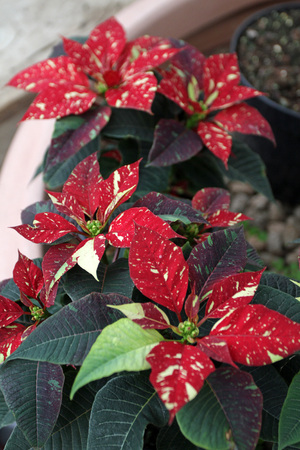 Two colored Poinsettia flowers. Christmas star flowers. Field of red Christmas star flowers in greenhouse for sale. Background texture photo of Christmas star flowers, floral patternの写真素材