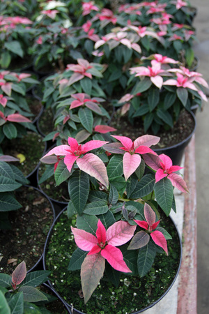 Pink Poinsettia flowers. Christmas star flowers. Field of red Christmas star flowers in greenhouse for sale. Background texture photo of Christmas star flowers, floral patternの写真素材