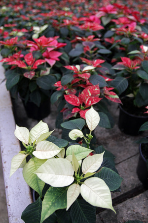 White Poinsettia flowers. Christmas star flowers. Field of red Christmas star flowers in greenhouse for sale. Background texture photo of Christmas star flowers, floral patternの写真素材