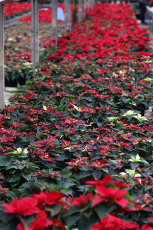 Poinsettia flowers. Christmas star flowers. Field of red Christmas star flowers in greenhouse for sale. Background texture photo of Christmas star flowers, floral patternの写真素材