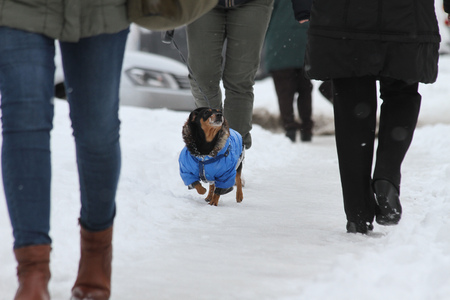 People and dog walk on a very snowy sidewalk. People step on an snow-stray pathway. Icy sidewalk. Ice on sidewalksのeditorial素材