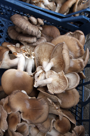 Oyster mushrooms. Pleurotus ostreatus.  Oyster mushroom  is a common edible mushroom. Mushrooms cultivation.の写真素材