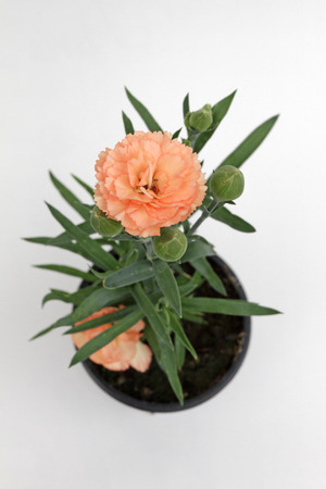 Carnation. Carnation with green leafs and flower buds in pot for decoration or gift isolated on white background. Floral pattern. Flower backgroundの写真素材