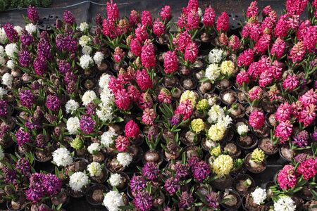 Hyacinth. Field of colorful spring flowers hyacinths plants  in greenhouse on sunlight  for sale. Background texture photo of hyacinth flowers, floral patternの写真素材