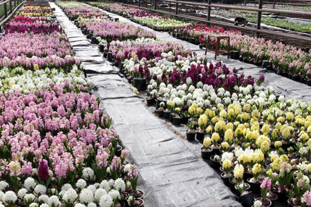 Hyacinth. Field of colorful spring flowers hyacinths plants  in greenhouse on sunlight  for sale. Background texture photo of hyacinth flowers, floral patternの写真素材