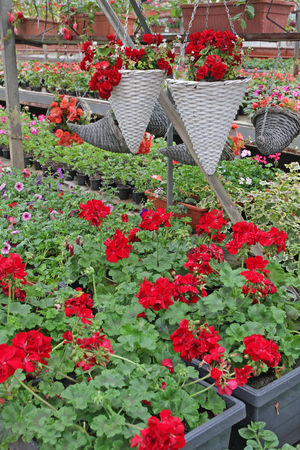Colored pelargonium field with hanging pots. Field of red ivy geranium and for sale. Hanging pots with flowers for decoration or gifts. Floral pattern. Flower backgroundの写真素材
