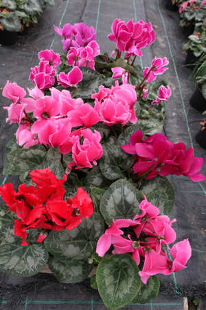 Cyclamen. Cyclamen flowers in blossom in greenhouse ready for sales. Pink, purple, ornamental, white, violet cyclamens with green leafs in plastic pots.の写真素材