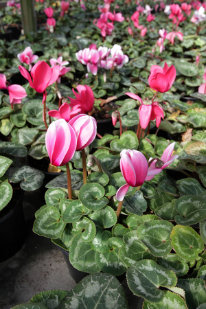Cyclamen. Cyclamen flowers in blossom in greenhouse ready for sales. Pink, purple, ornamental, white, violet cyclamens with green leafs in plastic pots.の写真素材
