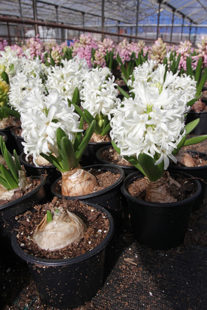 Hyacinth. Field of colorful spring flowers hyacinths plants  in greenhouse on sunlight  for sale. Background texture photo of hyacinth flowers, floral patternの写真素材