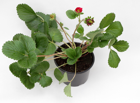 Blossom of Strawberry plant with green leaves in a pot isolated on white background for decoration or gift. Floral pattern. Flowers background. Strawberry plantの写真素材