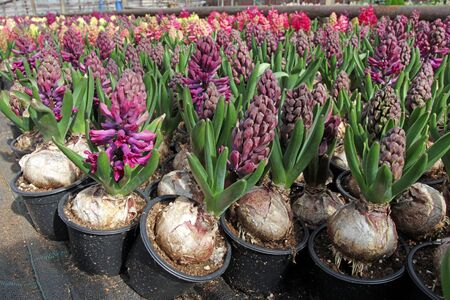 Hyacinth. Field of colorful spring flowers hyacinths plants  in greenhouse on sunlight  for sale. Background texture photo of hyacinth flowers, floral patternの写真素材