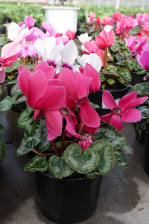 Cyclamen. Field of colorful variety of cyclamen flowers in blossom in greenhouse ready for sales. Pink, purple, ornamental, white, violet cyclamens with green leafs in plastic pots.の写真素材