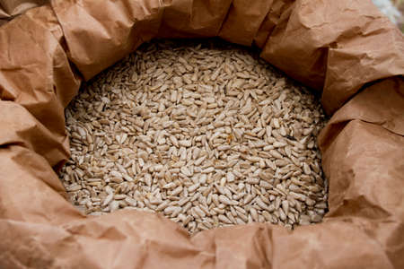 Sunflower seeds. Organic raw peeled sunflower seeds in sackの写真素材