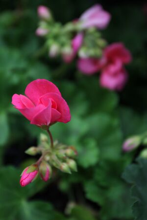 Geranium. Colorful pelargonium with green leafs in pots for sale. Floral pattern. Flower background. Selective focusの写真素材