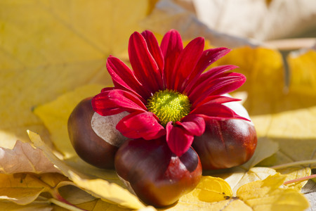 Wild chestnuts with autumn leaves and red chrysanthemum.の写真素材