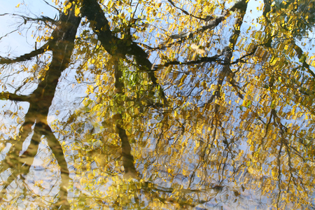 Colorful autumn leaves reflecting in the water.の写真素材