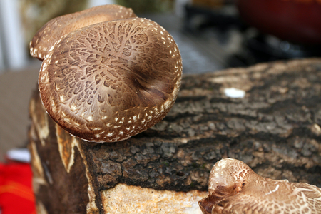 Shiitake mushroom. Cultivation and growth of the Shiitake mushrooms in Japanese technology on oak logs.の写真素材