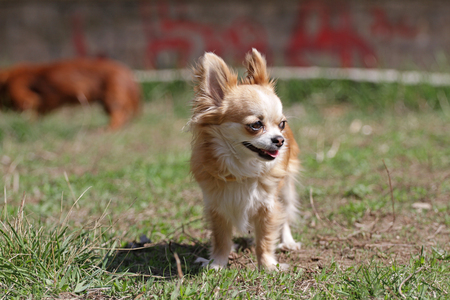 Longhair Chihuahua Dog In Green Spring Grass Golden Longhair