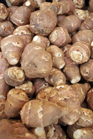 The Jerusalem artichoke, also called sunroot