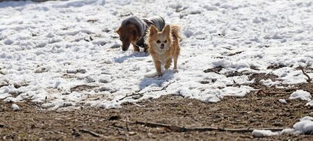 Chihuahua and dachshund play in the snow and the mud.