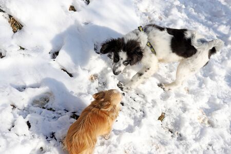 Two dogs playing in the snow. Chihuahua and Bulgarian shepherd dog.