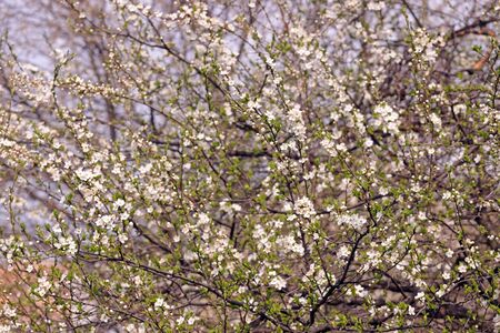 Blooming orchard tree in springtime. Tree blossom.の写真素材