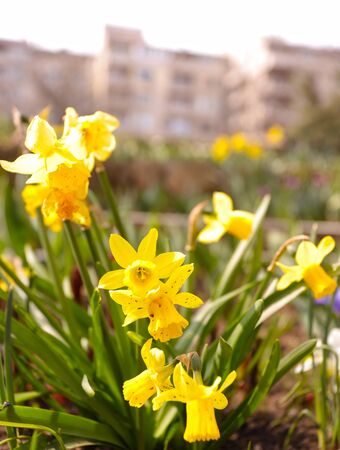 Daffodils and spring flowers garden.の写真素材