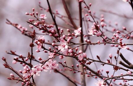 Blooming orchard tree in springtime. Japanese cherry â€“ Sakura tree blossom.