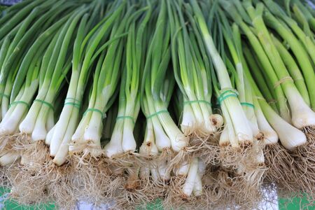 Fresh green onions as background. Spring onion pattern.の写真素材