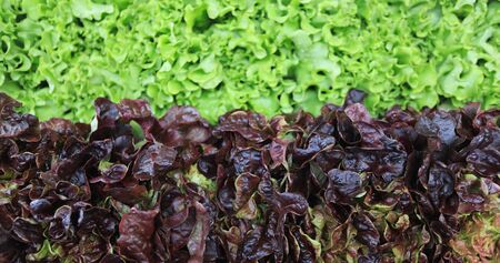 Green and colored lettuce as background.