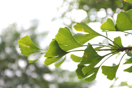 Ginkgo biloba leaves in nature on sunlight.