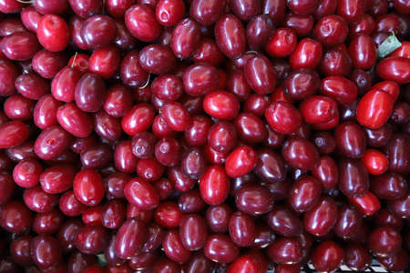 Red cornel berries pattern. Cornel berry.