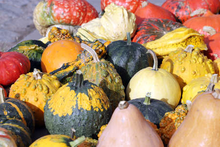 Colorful ornamental pumpkins, gourds and squashes in the street for Halloween holiday background