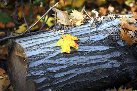 Contrasting yellow maple leaf on a log. Autumn background.の写真素材