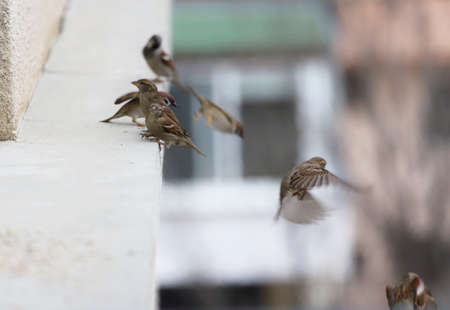 A flock of sparrows eat seeds on the railing. Flying sparrows.