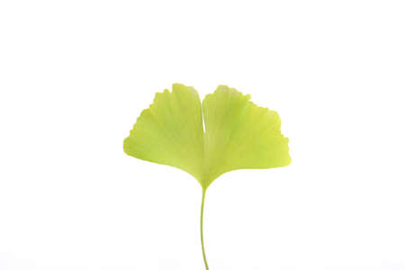 Ginkgo biloba leaf isolated on a white backgroundの写真素材