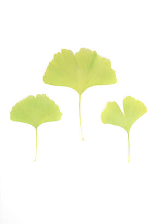 Ginkgo biloba leaf isolated on a white backgroundの写真素材