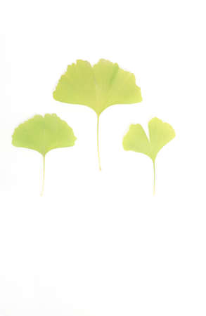 Ginkgo biloba leaf isolated on a white background