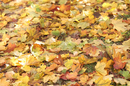Foliage, Autumn leaves lit by the sun on the ground.の写真素材