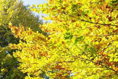 Foliage, colorful autumn leaves lit by the sun on a tree branches.の写真素材